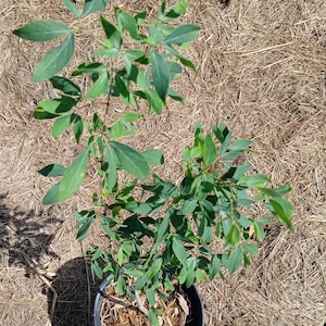 Manila Tamarind/ Camachile (Pithecellobium dulce) plant in 1 gallon nursery pot. Sorry, no shipping to CA, TX and AZ at the moment.
