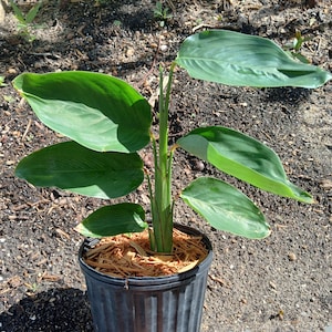 Arrowroot (Maranta arundinacea) in 1 Gallon nursery pot. Sorry, no shipping to CA, TX and AZ at the moment.