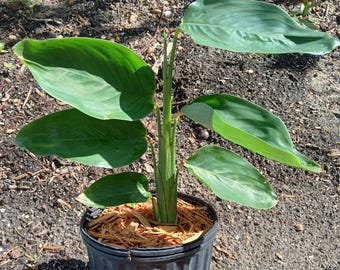 Arrowroot (Maranta arundinacea) in 1 Gallon nursery pot. Sorry, no shipping to CA, TX and AZ at the moment.