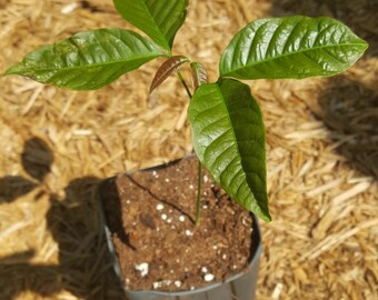 Rambutan (Nephelium lappaceum) Plant in 4 inch square pot. Sorry, no shipping to CA, AZ, TX and Hi at the moment.