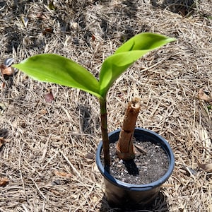 Insulin Plant (Costus igneus) in small nursery pot. Sorry, no shipping to CA, TX and AZ at the moment.