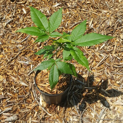 White Sapote (Casimiroa edulis) Plant in 1 Gallon nursery pot. Sorry, no shipping to CA, TX and AZ at the moment.