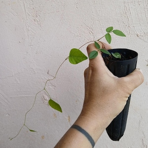 May include: A small green plant with heart-shaped leaves and a long, thin stem is held in a black plastic pot. The plant is in the early stages of growth. The background is a textured, off-white wall.