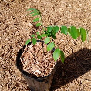 Starfruit &#39;Starking Sweet&#39; (Averrhoa carambola) Plant in 1 Gallon nursery pot. Sorry, no shipping to CA, TX and AZ at the moment.