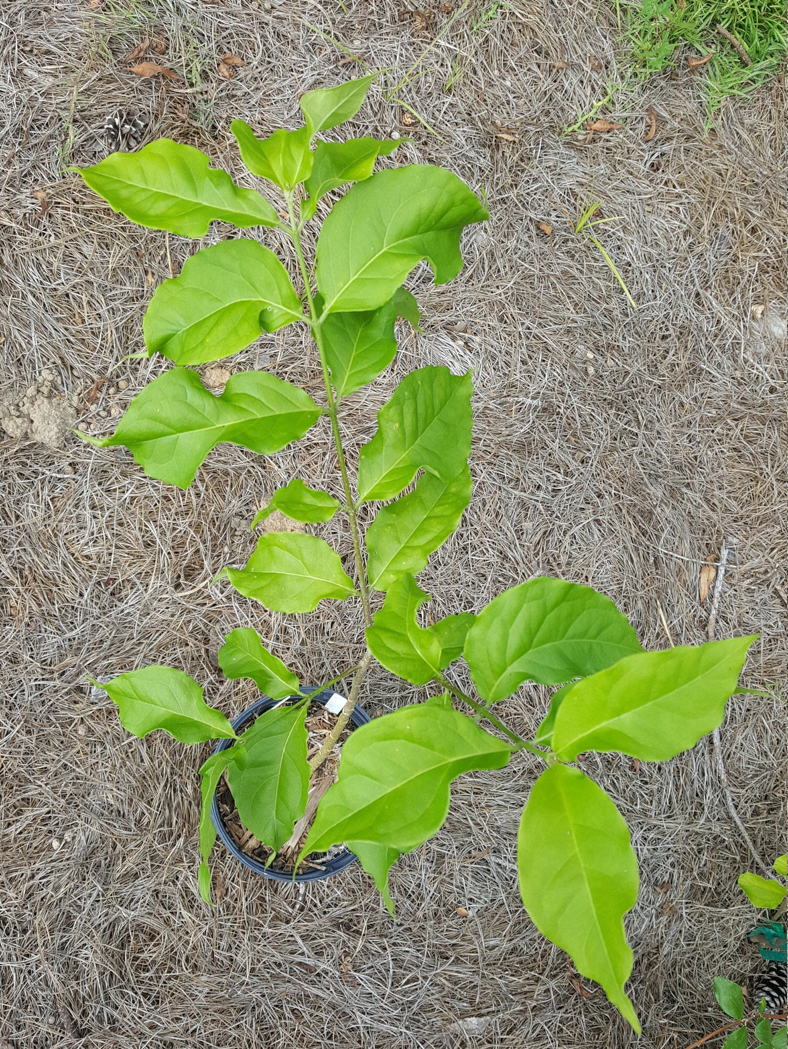 Peanut Butter Fruit Bunchosia argentea Plant in 1 Gallon Etsy