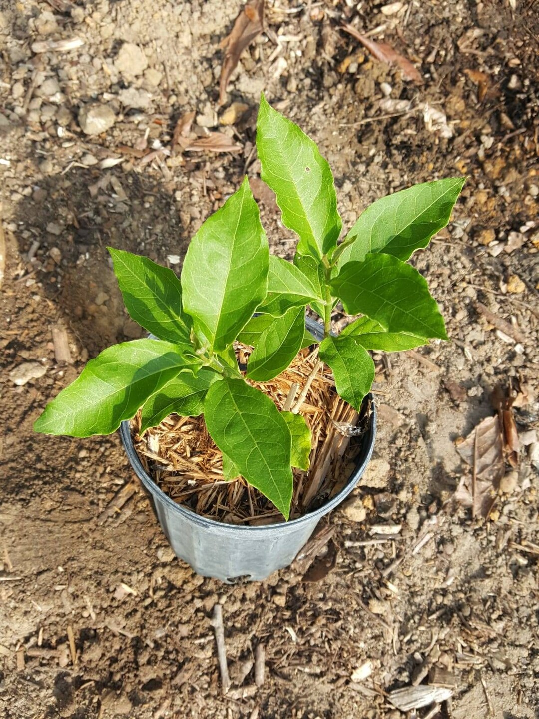 Peanut Butter Fruit bunchosia Argentea Plant in 1 Gallon Nursery Pot