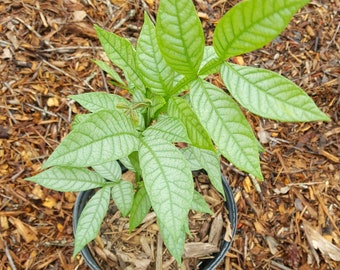 Ice Cream Bean | Etsy