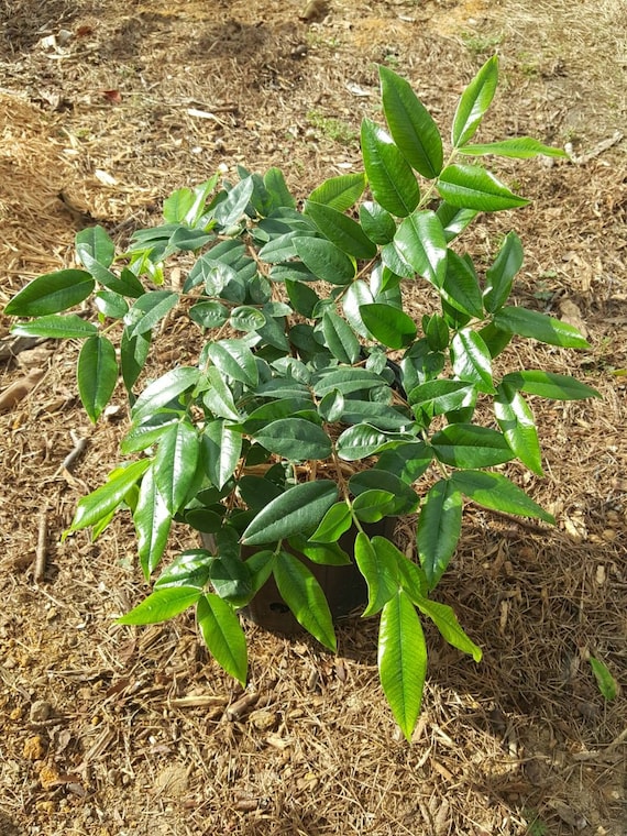 Cabelluda/ Yellow Jaboticaba (Myrciaria glazioviana) Plant in 2