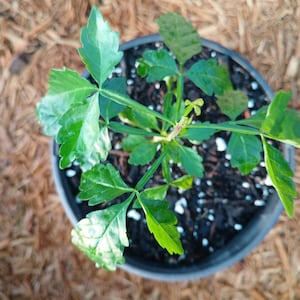 Guajilote (Parmentiera aculeata) Plant in 1 Gallon nursery pot. Sorry, no shipping to CA, TX and AZ at the moment.
