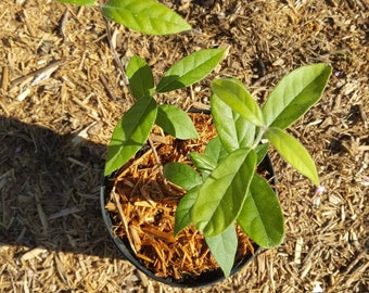 Ubajai (Eugenia myrcianthes) Plant in 1 Gallon nursery pot. Sorry, no shipping to CA, TX and AZ at the moment.