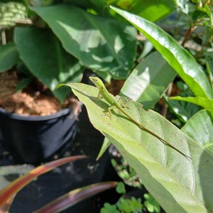 Fruit plants Mix & Match - 3 plants in 4 inch square pot each. Sorry, no shipping to CA, TX and AZ at the moment.