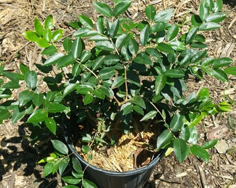 Grimal Jaboticaba (Plinia sp.) Plant in 2 Gallon nursery pot. ATTENTION: Shipping to FL and GA only