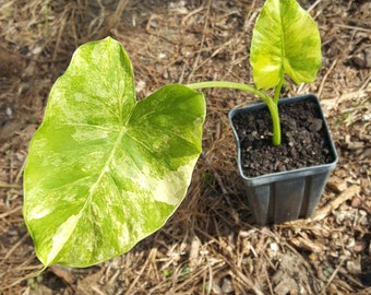 Alocasia odora 'Maui Splash' - Plant in 4 inch square pot. Sorry, no shipping to CA, TX and AZ at the moment.
