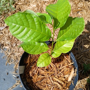 Hayes' Custard Apple (Annona hayesii) Plant in 1 Gallon pot. Sorry, no shipping to CA, TX and AZ at the moment.