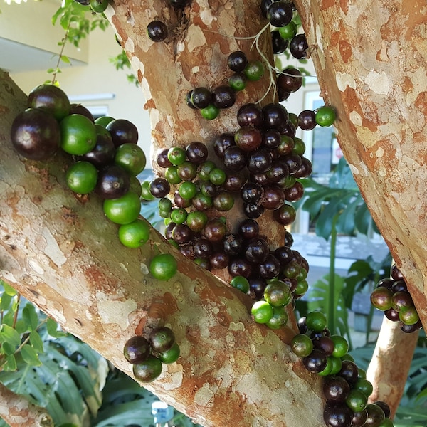 Jaboticaba, Brazilian Grape 'Sabara' (Plinia cauliflora) Plant in 1 Gallon nursery pot. Sorry, no shipping to CA, TX and AZ at the moment.