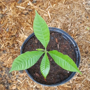 Abiu Pouteria caimito Plant in 1 Gallon nursery pot. Sorry, no shipping to CA, TX and AZ at the moment. image 3