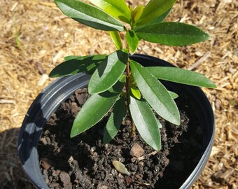 Cherry of the Rio Grande (Eugenia involucrata) Plant in 1 Gallon nursery pot. Sorry, no shipping to CA, TX and AZ at the moment.