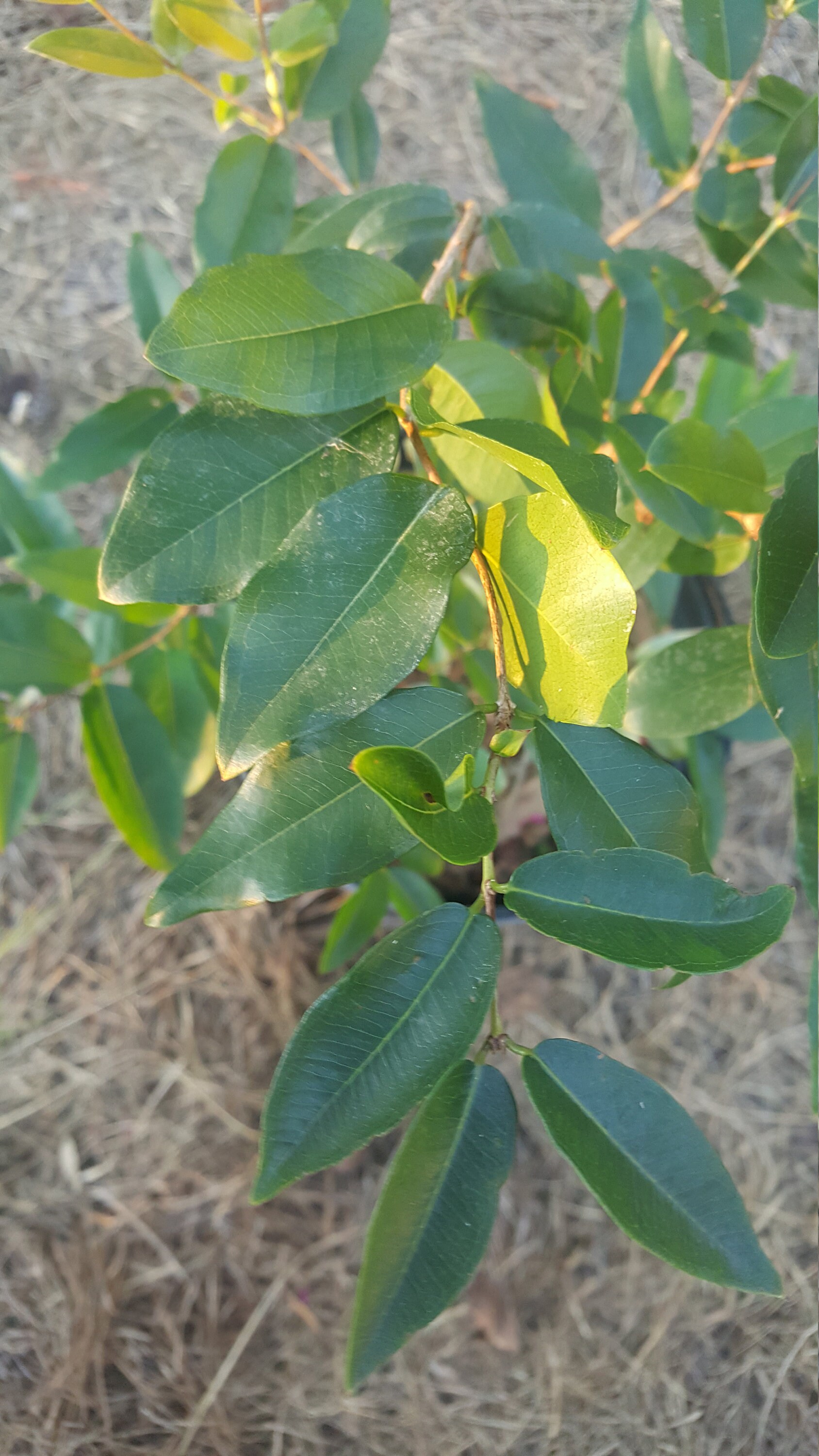 Grimal Jaboticaba Plinia sp. Plant in 2 Gallon nursery pot. Etsy