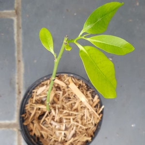 Grafted Black Sapote 'Bernecker' (Diospyros nigra) in 1 Gallon nursery pot. Sorry, no shipping to CA, TX, AZ, Hi