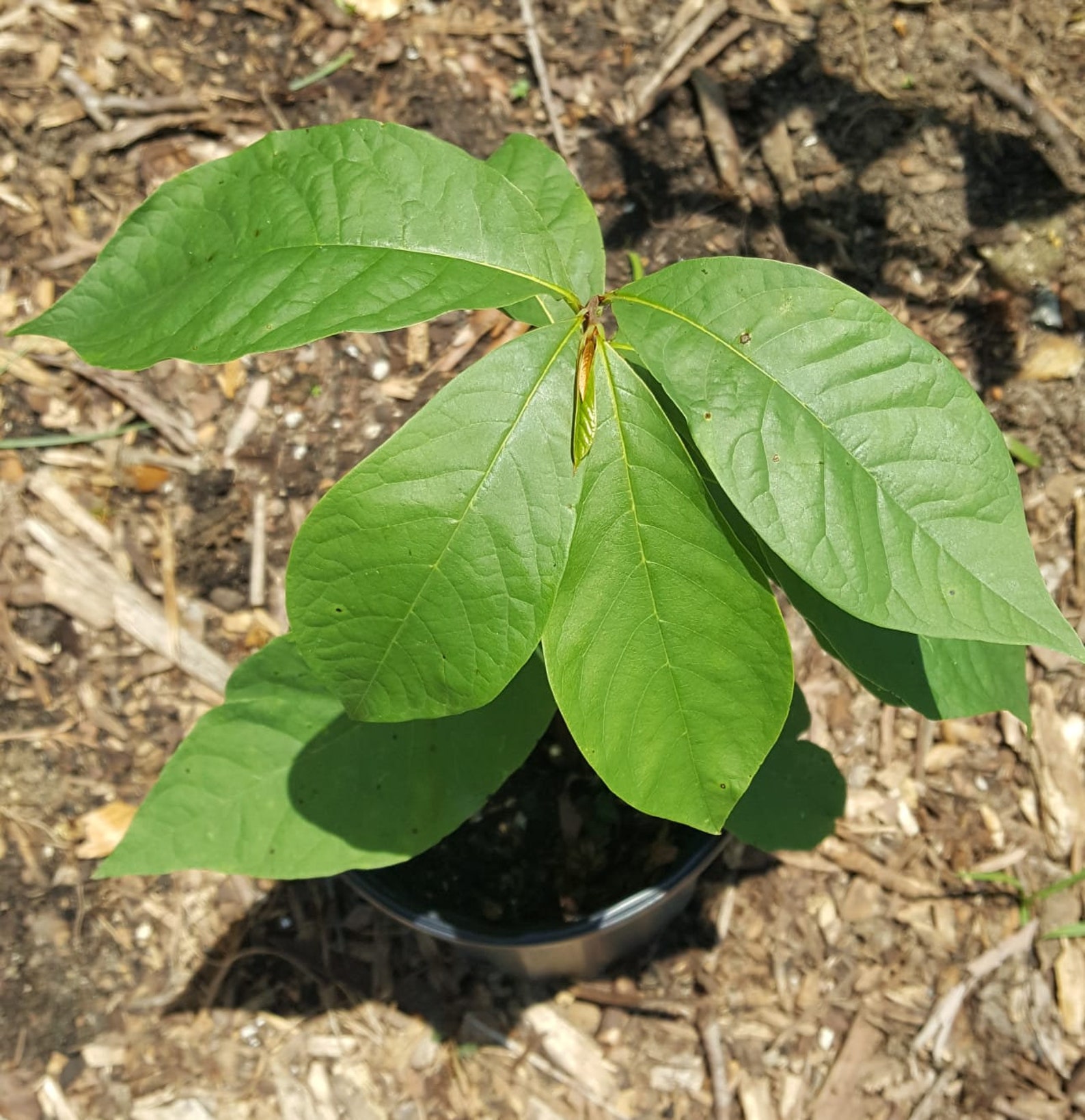 Pawpaw Seedling (asimina Triloba) Plant in 1 Gallon Pot. Sorry, No ...