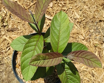 Rote malayische Guava (Psidium guajava) in einem 1 Gallonen Anzuchttopf. Tut mir leid, im Moment kein Versand nach CA, TX und AZ.