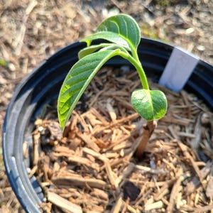 Red Custard Apple &#39;Fernandez&#39; (Annona reticulata) Grafted Plant in 1 Gallon nursery pot. Sorry, no shipping to CA, TX, AZ, Hi at the moment