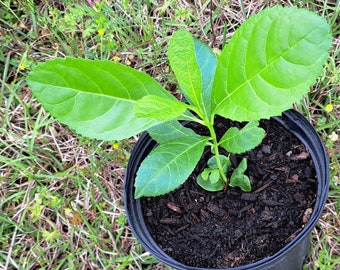 Sausage Tree (Kigelia africana) Plant in 1 gallon nursery pot. Sorry, no shipping to CA, TX and AZ at the moment.