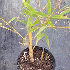 Phyllostachys aurea 'Koi' Plant in a 1 Gallon nursery pot. Sorry, no shipping to CA, TX and AZ at the moment.