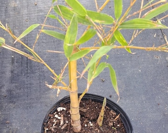 Phyllostachys aurea 'Koi' Plant in a 1 Gallon nursery pot. Sorry, no shipping to CA, TX and AZ at the moment.