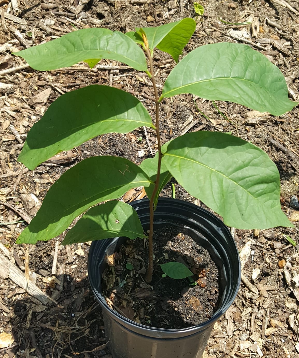 Pawpaw Seedling (asimina Triloba) Plant in 1 Gallon Pot. Sorry, No ...