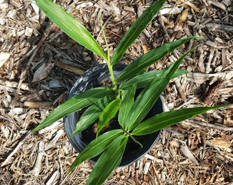 Ginger (Zingiber officinale) Plant in 1 Gallon nursery pot. Sorry, no shipping to CA, TX and AZ at the moment.