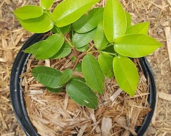 Blue Grape/ False Jaboticaba (Myrciaria vexator) in 1 Gallon nursery pot. Sorry, no shipping to CA, TX and AZ at the moment.