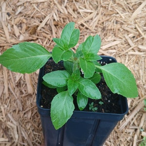 Holy Basil/ Blueberry Tulsi (Ocimum sanctum) plant in 4 inch square pot. Sorry, no shipping to CA, TX and AZ at the moment.
