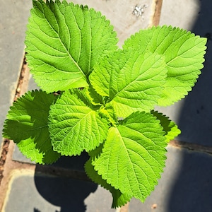Klip Dagga (Leonotis nepetifolia) Plant in small nursery pot. Sorry, no shipping to CA, TX and AZ at the moment.