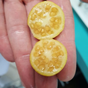 10 seeds of Lemon Guava/Yellow Cattley Guava (Psidium cattleianum littorale) Sorry, no shipping to CA, TX and AZ at the moment.