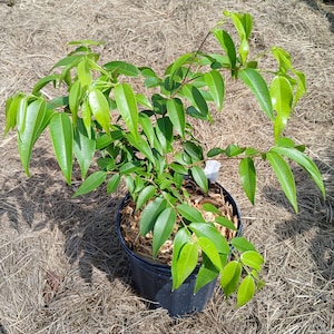 Blue Grape/ False Jaboticaba (Myrciaria vexator) in 2 Gallon nursery pot. ATTENTION: Shipping to FL and GA only