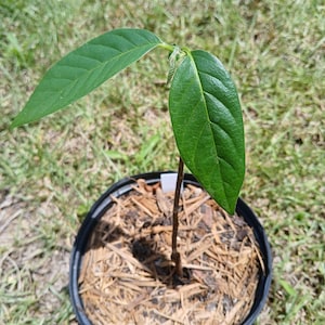 Grafted Custard Apple (Annona reticulata) Grafted Plant in 1 Gallon nursery pot. Sorry, no shipping to CA, TX, AZ, Hi at the moment