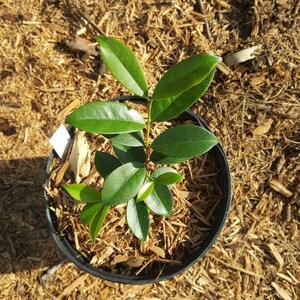 Pitomba (Eugenia luschnathiana) plant in 1 Gallon nursery pot. Sorry, no shipping to CA, TX and AZ at the moment.
