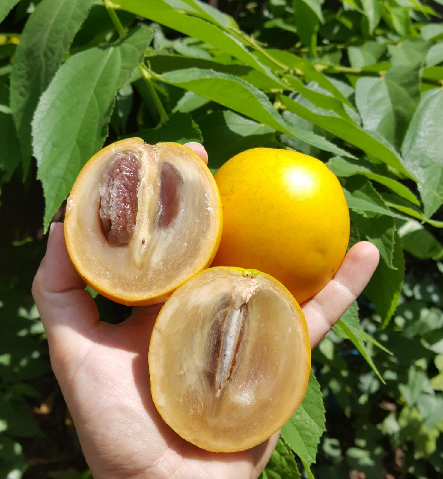 【熱帯果樹】アビウ（Pouteria caimito） 接木苗 熱帯果樹】アビウ（Pouteria caimito） 接木苗 冬蜜アビウ 接木