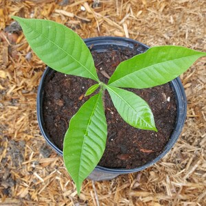 Abiu (Pouteria caimito) Plant in 1 Gallon nursery pot. Sorry, no shipping to CA, TX and AZ at the moment.