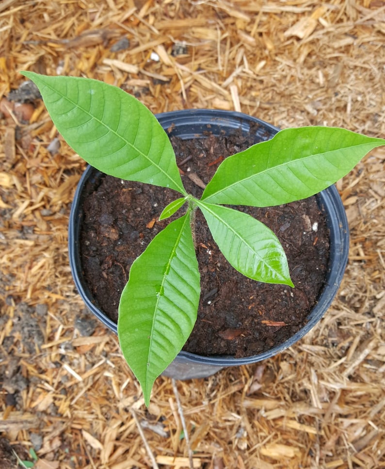 Abiu Pouteria caimito Plant in 1 Gallon nursery pot. Sorry, no shipping to CA, TX and AZ at the moment. image 1