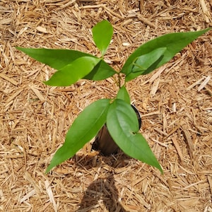 Lychee (Litchi chinensis) Plant in small tree pot. Sorry, no shipping to CA, TX and AZ at the moment.