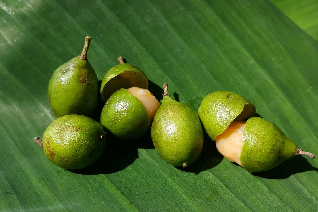 Spanish Lime/ Genip/ Mamoncillo (melicoccus Bijugatus) Plant in 1 ...