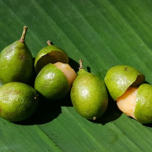 Spanish Lime/ Genip/ Mamoncillo (Melicoccus bijugatus) Plant in 1 gallon nursery pot. Sorry, no shipping to CA, TX and AZ at the moment.