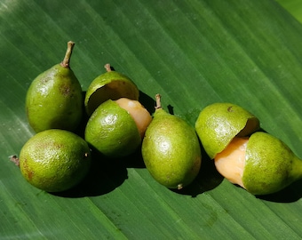 Spanish Lime/ Genip/ Mamoncillo (Melicoccus bijugatus) Plant in 1 gallon nursery pot. Sorry, no shipping to CA, TX and AZ at the moment.