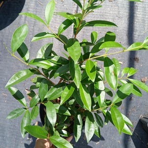Cherry of the Rio Grande (Eugenia involucrata) Plant in 1 Gallon nursery pot. Sorry, no shipping to CA, TX and AZ at the moment.