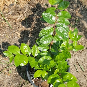 Black Araza (Psidium myrtoides) Plant in 1 Gallon nursery pot. Sorry, no shipping to CA, TX, AZ, Hi