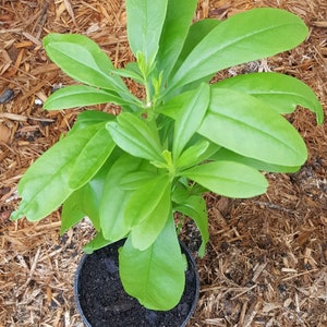 Surinam Spinach/ Waterleaf (Talinum fruticosum) plant in small nursery pot. Sorry, no shipping to CA, TX and AZ at the moment.