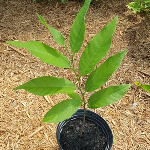 Sugar Apple (Annona squamosa) Plant in 1 Gallon nursery pot. Sorry, no shipping to CA, TX and AZ at the moment.