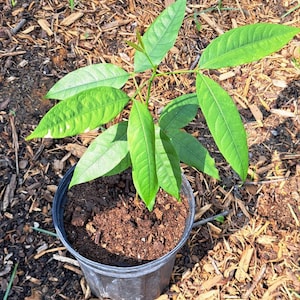 Real Pitomba (Talisia esculenta) Plant in 1 Gallon nursery pot. Sorry, no shipping to CA, TX and AZ at the moment.